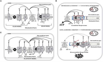 Mitochondrial Supercomplexes: Physiological Organization and Dysregulation in Age-Related Neurodegenerative Disorders